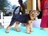 Welsh Terrier Hund