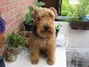 Welsh Terrier Hund