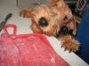 Welsh Terrier Hund