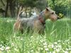 Welsh Terrier Hund