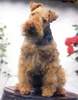 Welsh Terrier Hund