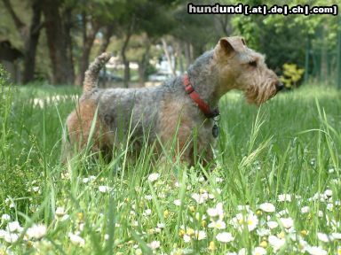 Welsh Terrier Sony