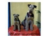 Welsh Terrier