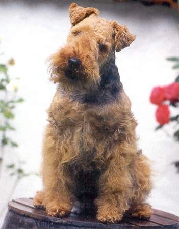 Welsh Terrier Xadu of Welsh-Fargo (WT 30.07.1995)