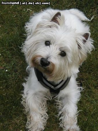 West Highland White Terrier Chester