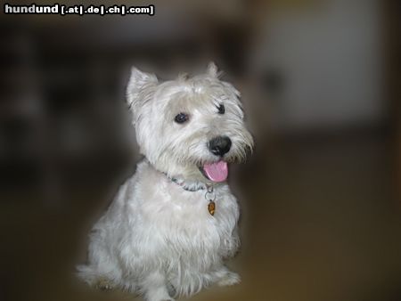 West Highland White Terrier