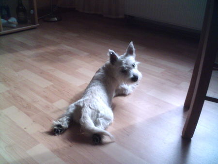 West Highland White Terrier