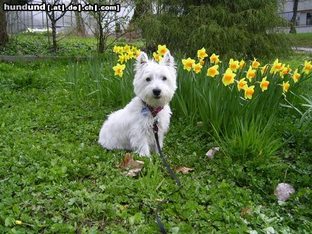 West Highland White Terrier Endlich Frühling