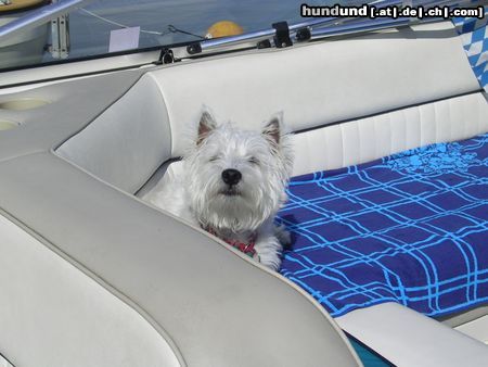 West Highland White Terrier Kenny beim Sonnebaden