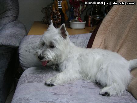 West Highland White Terrier was gibt es heute im Fernsehen ?