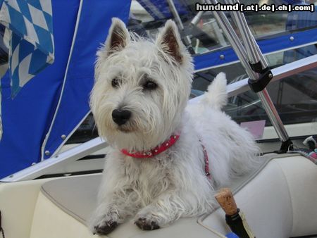 West Highland White Terrier Wo geht er denn jetzt schon wieder hin ?