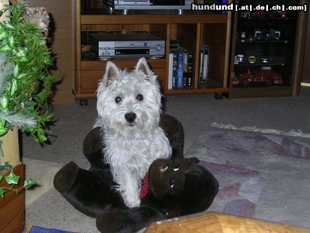 West Highland White Terrier Der gehört mir !