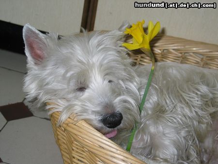 West Highland White Terrier Micky und der Frühling