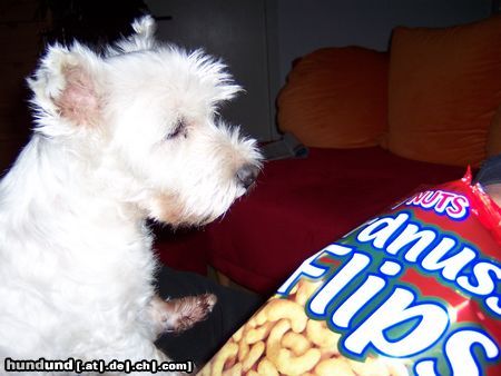 West Highland White Terrier Für Flips würd' ich sterben