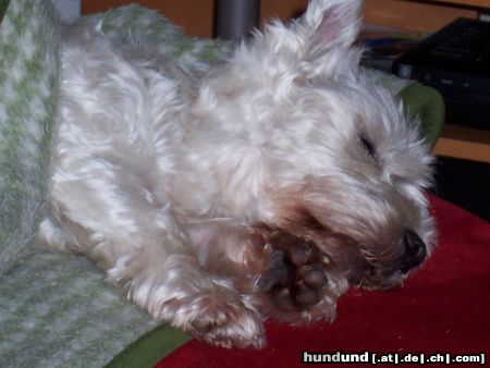 West Highland White Terrier --schnarch--