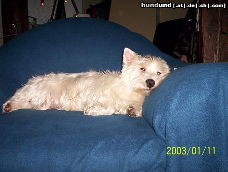 West Highland White Terrier Bonny auf dem Sofa