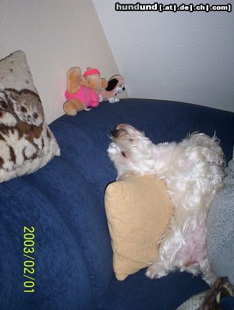 West Highland White Terrier Bonny auf dem Sofa