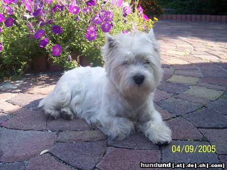 West Highland White Terrier Ritchi Ritch vom Rosengarten