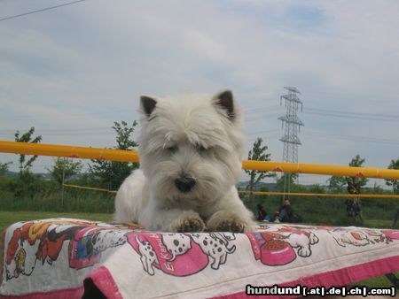 West Highland White Terrier Ich muß warten...