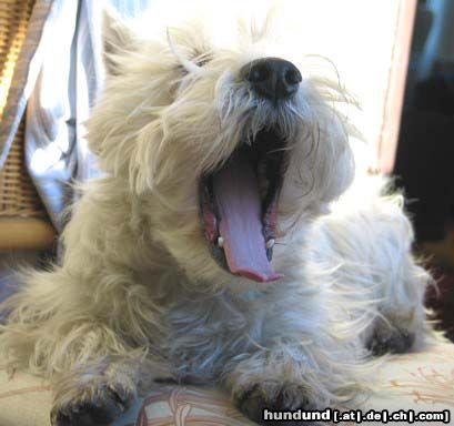 West Highland White Terrier Das Leben ist sooo anstrengend!