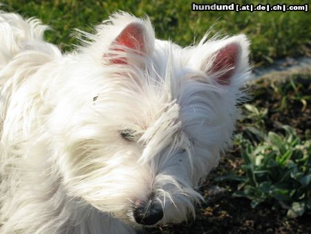 West Highland White Terrier Wir mögen Maddy!