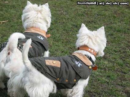 West Highland White Terrier Einigkeit macht stark!