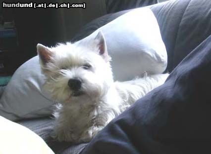 West Highland White Terrier Sweet Micky