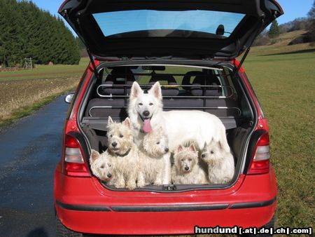 West Highland White Terrier