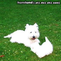 West Highland White Terrier mein Rüde mit welpe