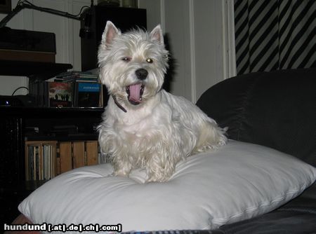 West Highland White Terrier Abby's the queen!