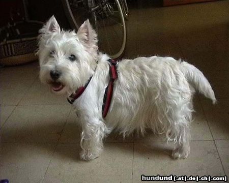 West Highland White Terrier Mad Max 11 Jahre