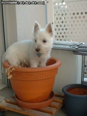 West Highland White Terrier Kleiner Diamantendieb