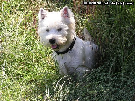 West Highland White Terrier Neugierig und überall dabei