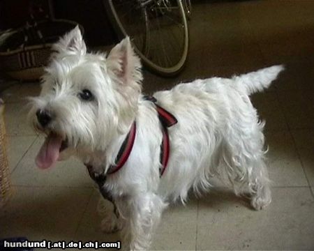 West Highland White Terrier Mad Max 11 Jahre