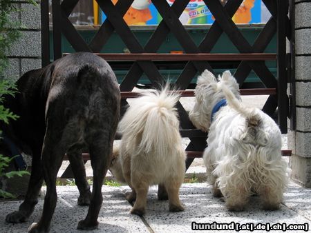 West Highland White Terrier Die drei Musketiere