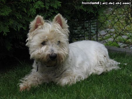 West Highland White Terrier Axel