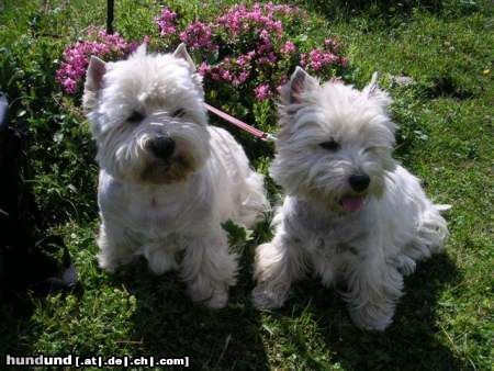 West Highland White Terrier Zwei bergerfahrene Westies