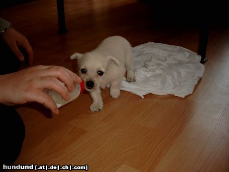 West Highland White Terrier Gizmo mein kleiner Schatz mit 4 Wochen