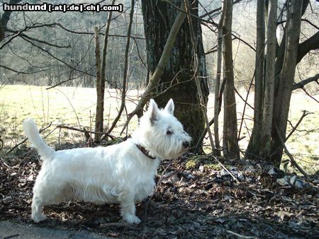 West Highland White Terrier Harras