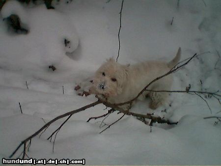 West Highland White Terrier Flip im Schnee