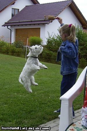 West Highland White Terrier Der fliegende Hund