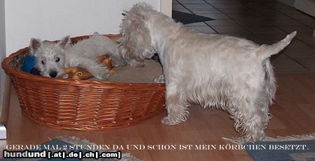 West Highland White Terrier Aimee ist eingezogen