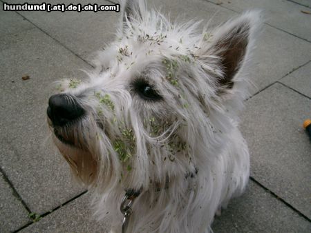 West Highland White Terrier So sehe ich aus wenn ich den Büschen war 