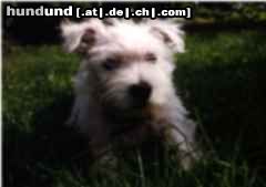 West Highland White Terrier Amy