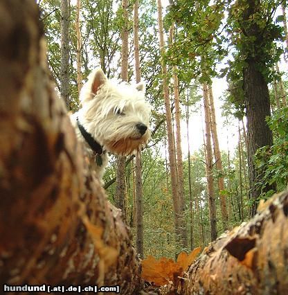 West Highland White Terrier Kilkenny