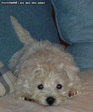 West Highland White Terrier Baby Daisy