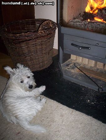 West Highland White Terrier So lässt sich der Winter aushalten 