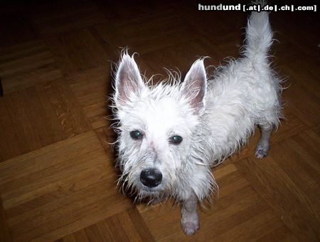 West Highland White Terrier Komme gerade vom Baden