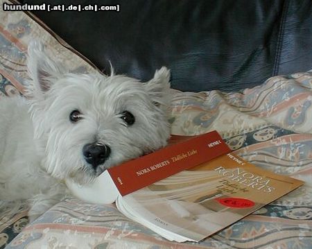 West Highland White Terrier Basti lieeebt Bücher...