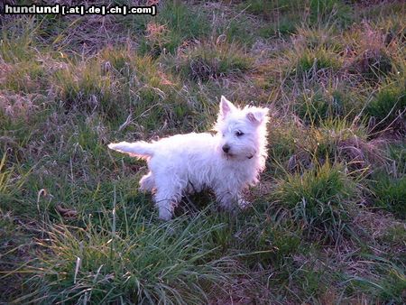 West Highland White Terrier